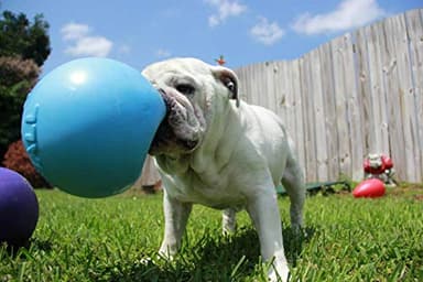 Jolly Pets Bounce-n-Play Dog Toy Ball, 8 Inches/Large, Blueberry, (Model: 2508 BB) - Image 4