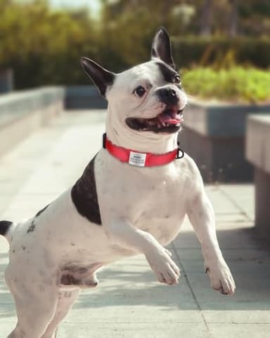TagME Reflective Nylon Dog Collars, Adjustable Classic Pet Collar with Quick Release Buckle for Small Dogs, Red, 3/4" Width - Image 2