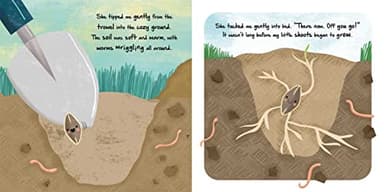 Nature Stories: Little Sunflower: Discover an Amazing Story from the Natural World-Padded Board Book - Image 3