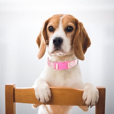 Pink Dog Collars for Small Dogs, Girl Dog Collars with Hot Daisy Flowers, Adjustable Comfy Soft Pet Collar with Safety Buckle for XS Small Medium Large Dogs(S) - Image 2