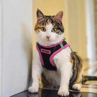 Best Pet Supplies - All Weather Mesh/Plush, Reflective, No Pull Harness for Small, Medium Dogs, Cats - Secure with Hook & Loop Fastener, Buckle, Double D-Rings - Black/Pink Trim, S - Image 8