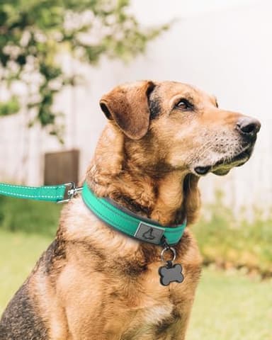Joytale Dog Collar for Extra Large Dogs, Neoprene Padded and Adjustable, Reflective Wide Heavy Duty Pet Collars with Durable Metal Belt Buckle for Walking, Teal, XL - Image 3