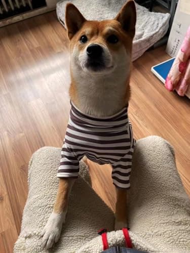 Turtleneck Dog Shirt Cute Doggie Embroidery Super Soft Dog Sweatshirt Stretchy Striped Puppy Pullover for Cats Small Medium Large Dogs (XXXX-Large, Brown Striped) - Image 8