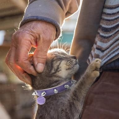 BINGPET Adjustable Leather Spiked Studded Pet Collars,Genuine Leather Dog Collar with Bells,Spiked Cat Puppy Collar,Spikes Soft and Strong Real Leather Made, Adjustable for Small Dogs Puppy Cats - Image 7