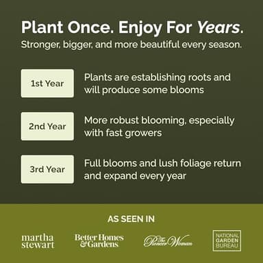 Eden Brothers All Perennial Wildflower Mixed Seeds for Planting, 1/4 lb, 120,000+ Seeds with Lupine, Shasta Daisy | Attracts Pollinators, Plant in Spring or Fall, Zones 3, 4, 5, 6, 7, 8, 9, 10 - Image 3