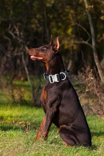 Comfluxe Tactical Dog Collar, Wide Thick Heavy Duty Dog Collar with Handle, Soft Neoprene Padded Military-Grade Nylon Training Collar with Quick Release Metal Buckle for Large Dogs(Black, M) - Image 7