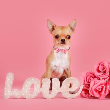 PTDECOR Valentine Dog Collar with Bowtie Adjustable Pink Love Heart Pet Collars Valentine Collars for Small Dogs Pets (Small) - Image 3