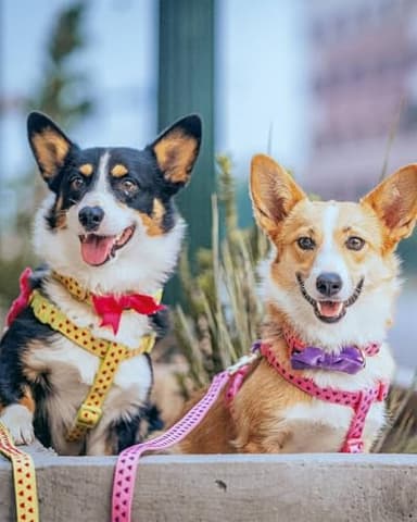 Blueberry Pet Valentine's Day Dog Leash, Velvety Soft-Touch Heart Flocking Lead for Small Dogs, Minty Green, 5 ft x 5/8" - Image 9