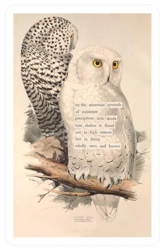 An Almanac of Birds: 100 Divinations for Uncertain Days - Image 12