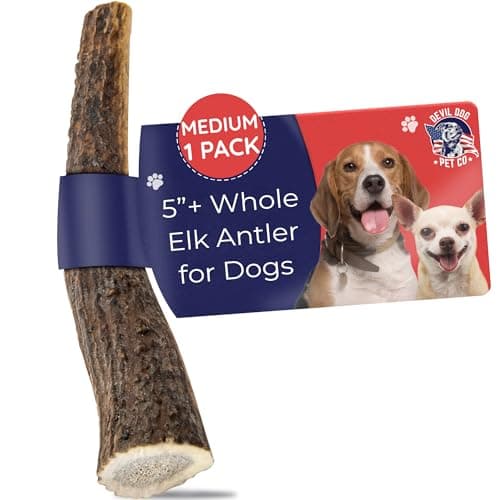 Devil Dog Pet Co. Elk Antlers for Dogs, Medium 5"+, 1 Pack, Grade A Long Lasting Chew for Aggressive Chewers, Premium USA Naturally Shed Antler – Healthy, No Odor, Durable Dog Chew - Image 1