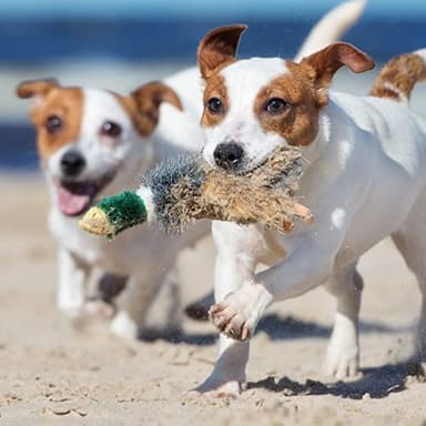 Ruffin' It Woodlands Mallard Stuffed Plush Dog Toy, Small - Image 4