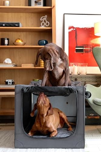 Noah & Paw Collapsible Dog Crate 36 Inches, XL Dog Crate for XL, Large Medium Breed, Travel Kennel for Car, Includes Pet Mat for Pet Cage, 2 Storage Pockets, Handbag, 10mm Locking Zippers 36*25*23 - Image 2