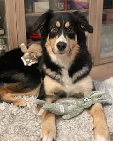 HGB No Stuffing Dog Toys for Aggressive Chewers, Squeaky Crinkle Plush Dog Toys to Keep Them Busy & Puppy Teething for Small, Medium, Large Breed, Cute Bunny & Redfox - Image 7