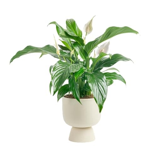 Costa Farms Premium Live Indoor Peace Lily Spathiphyllum, Marble Ceramic Decorator Pot 15-Inches Tall, Shipped Fresh from Our Farm - Image 1