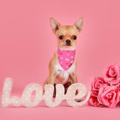 PTDECOR Valentine Dog Bandana,Bule and Pink Love Heart Design Reversible Dog Scarf, Triangle Valentine Bandanas for Small Pets (Small - Image 3
