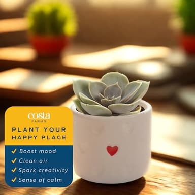 Costa Farms Succulent Plants (Pack of 3), Live Indoor Plant Mini Succulent in Cute Decor Plant Pot, Potting Soil Mix, Grower's Choice, Housewarming Gift, Room Decor, 2-Inches Tall - Image 4