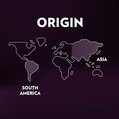 Lavazza Expert Espresso Intenso Capsules, Dark Roast, Arabica and Robusta Blend, Compatible with Lavazza Classy Machines (36 Capsules) - Image 7