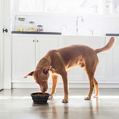 Kytely Large Collapsible Dog Bowls 2 Pack, 34oz Foldable Dog Travel Bowl, Portable Pet Water Food Bowl with Clasp, Pet Cat Feeding Cup Dish for Traveling, Walking, Hiking (Black+Balck) - Image 9