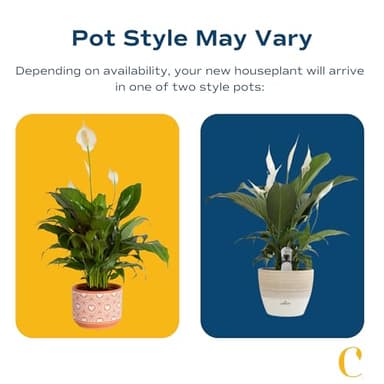 Costa Farms Spathiphyllum Peace Lily Live Indoor Plant in in Premium Scheurich Ceramic Planter, 15-Inch - Image 3