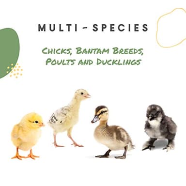 Manna Pro Chick Grit, Digestive Supplement for Young Poultry and Bantam Breed, Probiotics to Support Digestion, No Artificial Ingredients or Preservatives, Insoluble Crushed Granite, 25 lbs - Image 3