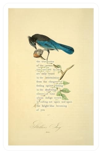 An Almanac of Birds: 100 Divinations for Uncertain Days - Image 13