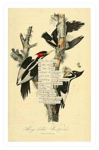 An Almanac of Birds: 100 Divinations for Uncertain Days - Image 17