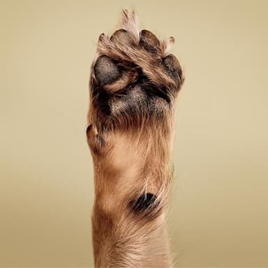 Paul Mitchell Soothing Oatmeal Shampoo, Gentle Formula, Dog Shampoo, 16.9 fl.oz - Image 4