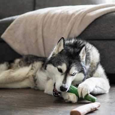 Outward Hound Dogwood Wood Durable Dog Chew Toys, Real Wood & Mint, 2-Pack, Large - Image 8