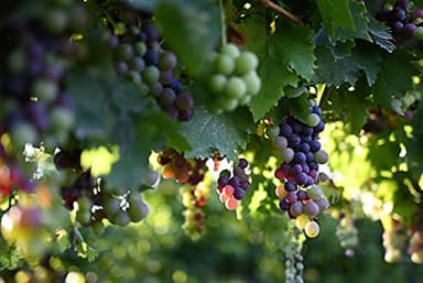 Nikon NIKKOR Z 40mm f/2 | Large aperture 40mm prime lens for Z series mirrorless cameras | Nikon USA Model - Image 2