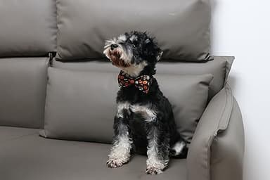 Lionet Paws Halloween Dog Bowtie Collar - Cute Cotton Adjustable Fall Dog Collar with Bowtie for Small Medium Large Dog Girl Boy Gift, XL, Neck 16-26in - Image 4