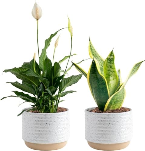 Costa Farms Live Plants (Pack of 2), Easy to Grow Live Indoor Houseplants in 3.8-Inch Plant Pots, Hand-Selected Varieties, Home and Room Decor, 8-10 Inches Tall - Image 1