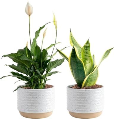 Costa Farms Live Plants (Pack of 2), Easy to Grow Live Indoor Houseplants in 3.8-Inch Plant Pots, Hand-Selected Varieties, Home and Room Decor, 8-10 Inches Tall - Image 1