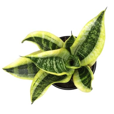 Altman Plants, Live Snake Plant, Sansevieria trifasciata Superba, Fully Rooted Indoor House Plant in Pot, Mother in Law Tongue Sansevieria Plant, Potted Succulent Plant, Houseplant in Potting Soil - Image 6