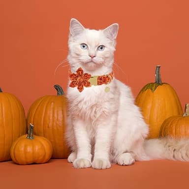 UP URARA PUP Halloween Dog Collar with Flower, Pumpkin Cotton Flower Collar for Puppy Girl Dog, Halloween Flower Collar with Durable Metal Buckle, Adorable Halloween Pet Collar, M - Image 5