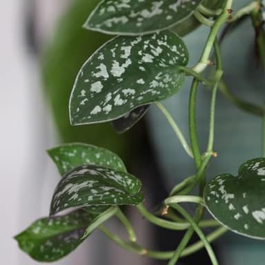 Live Pothos Plants (4PK) Indoor Plants Live Houseplants, Pothos Live Plant House Plants, Money Plant Indoor Pothos Plant Decor, Devils Ivy Trailing Plants Live by Plants for Pets,Black - Image 3