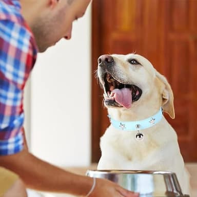Leather Dog Collar with Bell and Star Studs, Dog Collars for Small Medium Large Dogs Collar for Female Male Dogs - Image 4