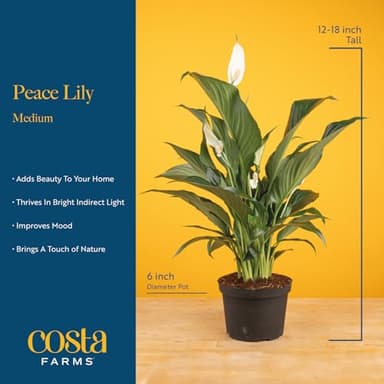 Costa Farms Spathiphyllum Peace Lily Live Indoor Plant in in Premium Scheurich Ceramic Planter, 15-Inch - Image 4