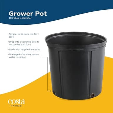 Costa Farms Kimberly Queen Fern Live Plant in Plastic Pot, Large Indoor & Outdoor Houseplant, Perfect for Home, Room, or Office Decor, Great House Warming or Birthday Gift, 2-3 Feet Tall - Image 7