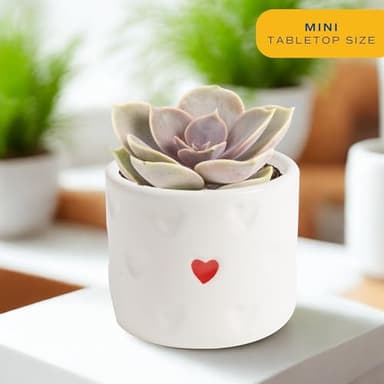 Costa Farms Succulent Plants (Pack of 3), Live Indoor Plant Mini Succulent in Cute Decor Plant Pot, Potting Soil Mix, Grower's Choice, Housewarming Gift, Room Decor, 2-Inches Tall - Image 2