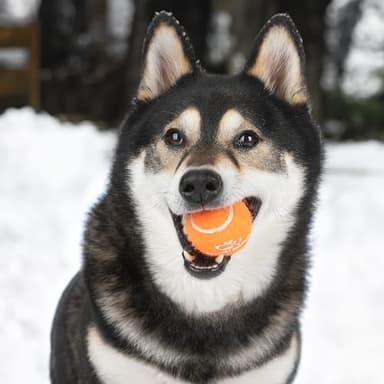 Best Pet Supplies Interactive Squeaky Dog Chew Toy, Ideal Dog Toys for Chewers, Small, Medium & Large Dogs, and Fetch Lovers - Tennis (Assorted Color), Medium (Pack of 4) - Image 7
