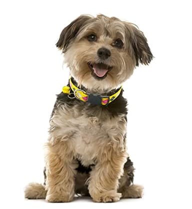 Breakaway Cat Collar with Bell, Soft Nylon Kitten Collar for Kitty Puppy Small Dog Necklace Pet Collar Adjustable Length 7 1/2-12 1/2 in (2 Pack) (Yellow) - Image 3