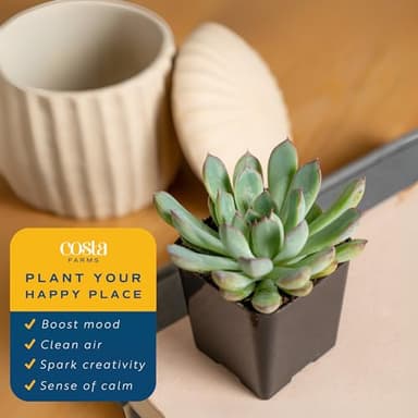 Costa Farms Succulents, Live Succulent Plants (18-Pack) Assorted Grower's Choice Live House Plants, Nursery Planter Pots, Potting Soil Mix, Bulk Gift for Baby Shower, Bridal Shower, DIY, Party Favors - Image 4