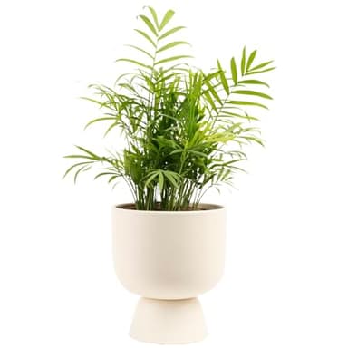 Costa Farms Parlor Palm, Neanthebella, Easy to Grow Houseplant Potted in Décor Plant Pot, Everyday Gift for Mom, For Wife, From Daughter, Son, Room or Home Decor, 1 Foot Tall - Image 1