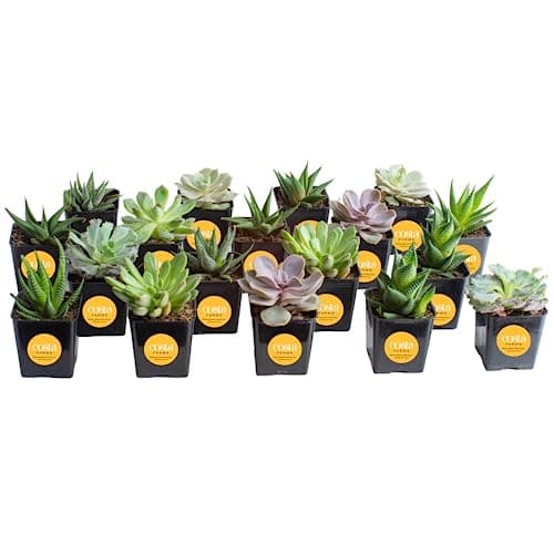Costa Farms Succulents, Live Succulent Plants (18-Pack) Assorted Grower's Choice Live House Plants, Nursery Planter Pots, Potting Soil Mix, Bulk Gift for Baby Shower, Bridal Shower, DIY, Party Favors - Image 1