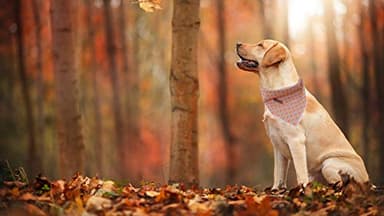 Elegant Little Tail Bandana for Boy Girl Small Medium Large Dogs, Comfortable Bibs Scarf, Adjustable Square Kerchief - Image 5