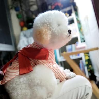 Soft Puppy Stripe Dog Shirts Pet Apparel Cat Tee Dog Sweatshirt Pet Breton Top Pet Clothes for Small Dogs (Orange Red, X-Small) - Image 8