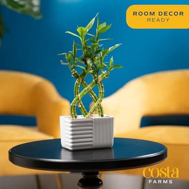 Costa Farms Lucky Bamboo Live Plant | 12-18 Inches Tall Indoor Houseplant | Potted in Minimal Decor Plant Pot | Braided or Straight, Grower's Choice| Room or Office Decor - Image 2