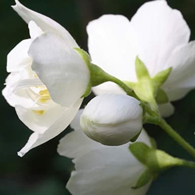 Paul Sebastian DESIGN Perfume For Women, Day & Night Soft Floral Fragrance Spray, 3.4 oz - Image 5