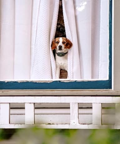 DOG CARE Dog Training Collar, Shock Collar with Beep, Vibration, Safe Static, Dog Training Collar with Remote 1800FT Waterproof Rechargeable E-Collar, Security Lock for All Dogs - Image 7