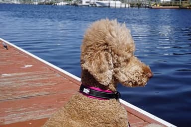 Black Rhino Dog Collars for Medium Dogs - Adjustable Reflective Heavy Duty Dog Collar with Ultra-Soft Neoprene Padding - Weatherproof, Durable, and Comfortable - Ideal for Active Dogs - Pink and Black - Image 3